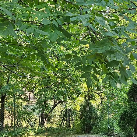 Gyöngyi Homestay szállás *